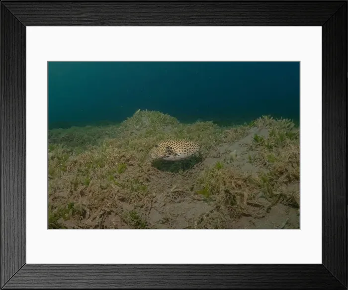 Framed Print : Fish swimming in the Red Sea, colorful fish, Eilat Israel Framed Print : Fish swimming in the Red Sea, colorful fish, Eilat Israel