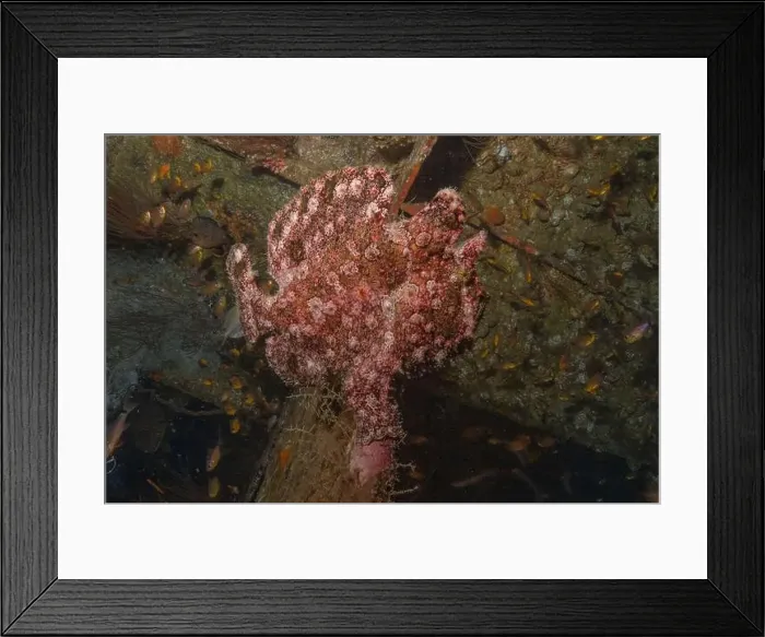 Framed Print : Frogfish swim in the Red Sea, colorful fish, Eilat Israel Framed Print : Frogfish swim in the Red Sea, colorful fish, Eilat Israel