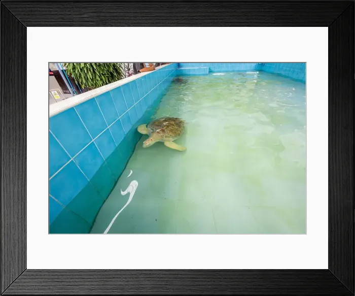 Framed Print : Big Olive Ridley turtle is swimming in a large pond Framed Print : Big Olive Ridley turtle is swimming in a large pond