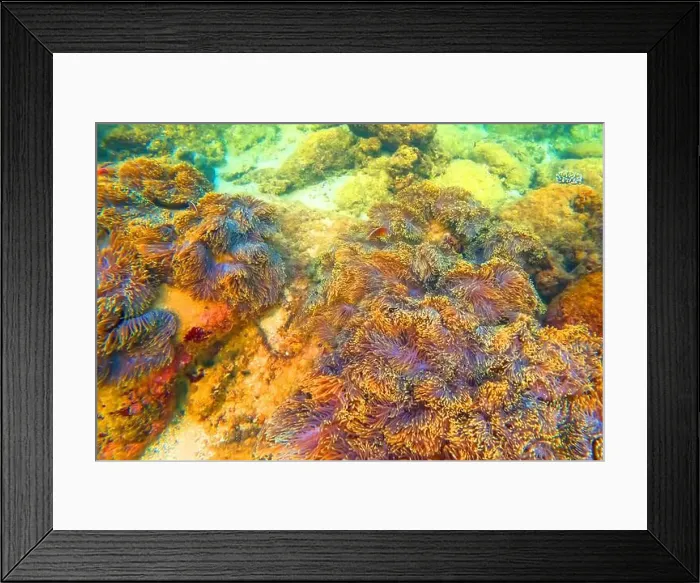 Framed Print : Sea anemone tentacles colony settlements in their natural habitat warm tropical waters on rocks corals reef Framed Print : Sea anemone tentacles colony settlements in their natural habitat warm tropical waters on rocks corals reef