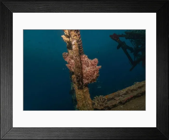 Framed Print : Frogfish swim in the Red Sea, colorful fish, Eilat Israel Framed Print : Frogfish swim in the Red Sea, colorful fish, Eilat Israel