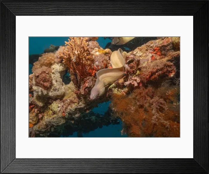 Framed Print : Moray eel Mooray lycodontis undulatus in the Red Sea, Eilat Israel Framed Print : Moray eel Mooray lycodontis undulatus in the Red Sea, Eilat Israel