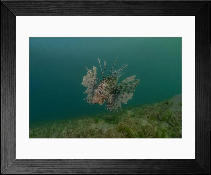 Framed Print : Lionfish in the Red Sea colorful fish, Eilat Israel Framed Print : Lionfish in the Red Sea colorful fish, Eilat Israel