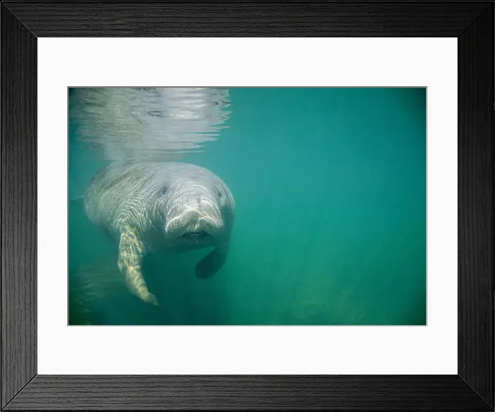Framed Print : Close-up of a manatee swimming underwater, Florida, USA Framed Print : Close-up of a manatee swimming underwater, Florida, USA
