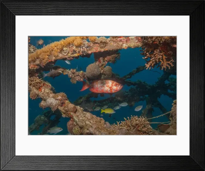 Framed Print : Fish swimming in the Red Sea, colorful fish, Eilat Israel Framed Print : Fish swimming in the Red Sea, colorful fish, Eilat Israel
