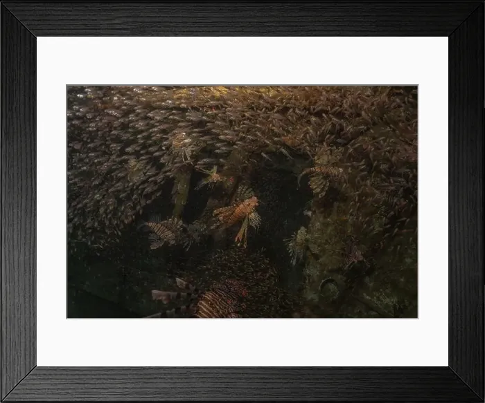 Framed Print : Lionfish in the Red Sea colorful fish, Eilat Israel Framed Print : Lionfish in the Red Sea colorful fish, Eilat Israel