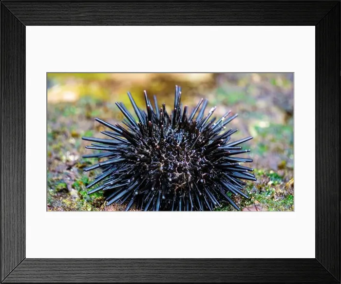 Framed Print : Sea urchin (Landak laut, bulu babi). About 950 species of sea urchin are distributed on the seabeds of every ocean Framed Print : Sea urchin (Landak laut, bulu babi). About 950 species of sea urchin are distributed on the seabeds of every ocean