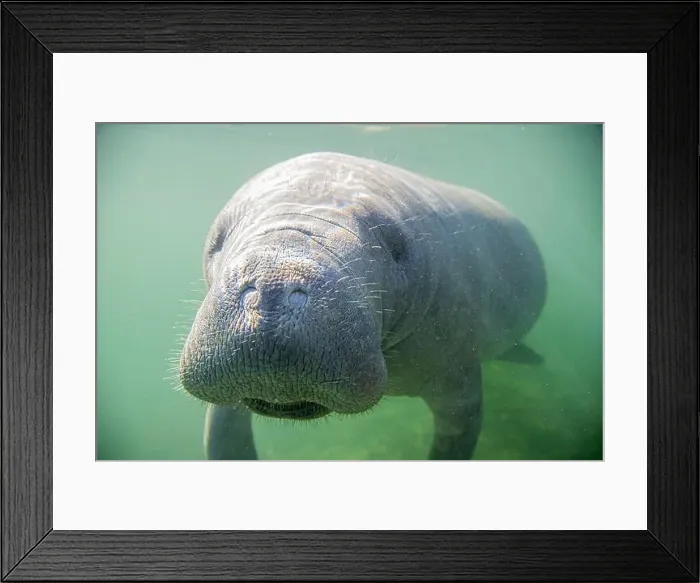 Framed Print : Close-up of a manatee swimming underwater, Crystal Springs, Florida, USA Framed Print : Close-up of a manatee swimming underwater, Crystal Springs, Florida, USA