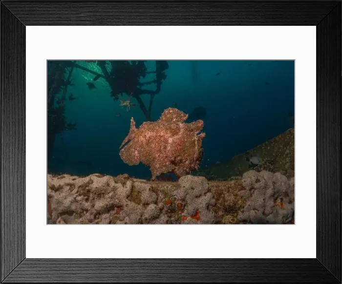 Framed Print : Frogfish swim in the Red Sea, colorful fish, Eilat Israel Framed Print : Frogfish swim in the Red Sea, colorful fish, Eilat Israel