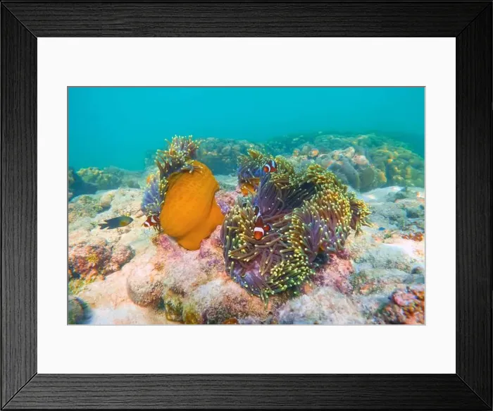 Framed Print : Clown fish Amphiprion ocellaris swim fish in polyps poisonous dangerous anemones in symbiotic neighborhood Framed Print : Clown fish Amphiprion ocellaris swim fish in polyps poisonous dangerous anemones in symbiotic neighborhood