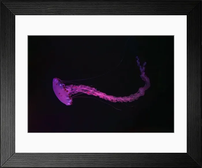 Framed Print : Purple striped Jellyfish, Chrysaora colorata swimming in dark water of aquarium tank illuminated with pink neon light