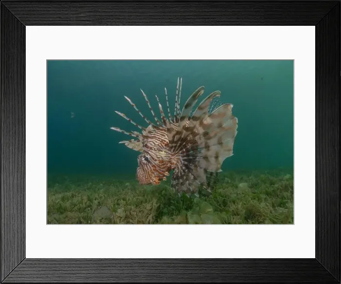 Framed Print : Lionfish in the Red Sea colorful fish, Eilat Israel Framed Print : Lionfish in the Red Sea colorful fish, Eilat Israel