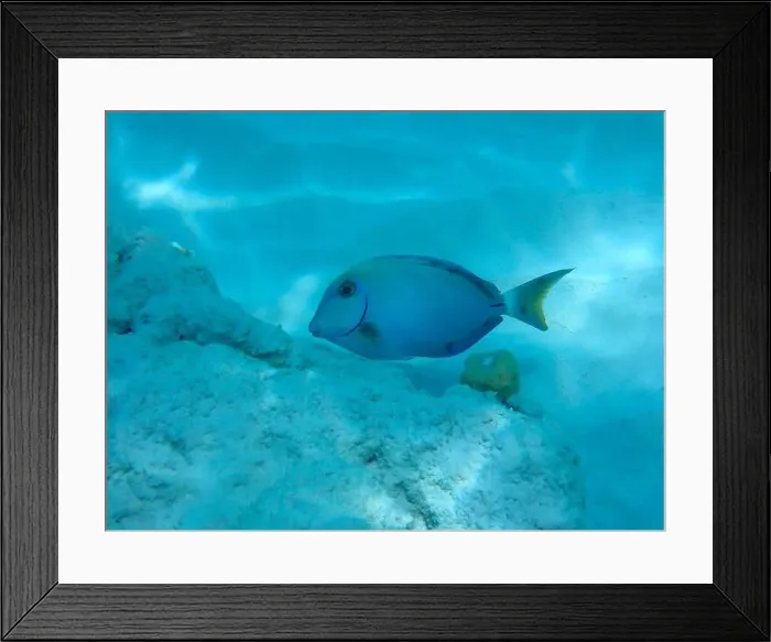 Framed Print : Underwater view at a Ocean surgeon fish (Acanthurus bahianus) in the divers paradies, Bonaire, Caribbean Netherlands Framed Print : Underwater view at a Ocean surgeon fish (Acanthurus bahianus) in the divers paradies, Bonaire, Caribbean Netherlands
