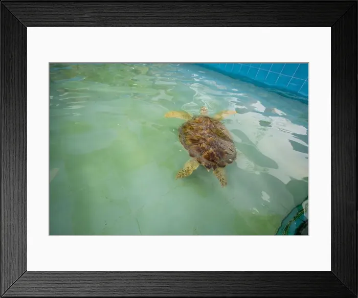 Framed Print : Big Olive Ridley turtle is swimming in a large pond Framed Print : Big Olive Ridley turtle is swimming in a large pond