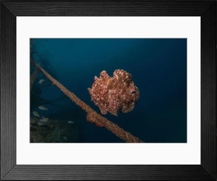 Framed Print : Frogfish swim in the Red Sea, colorful fish, Eilat Israel Framed Print : Frogfish swim in the Red Sea, colorful fish, Eilat Israel