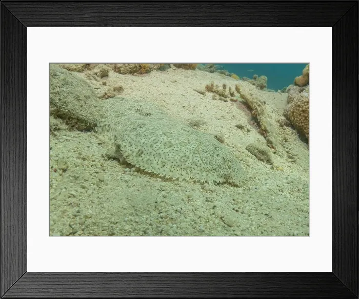 Framed Print : Fish swimming in the Red Sea, colorful fish, Eilat Israel Framed Print : Fish swimming in the Red Sea, colorful fish, Eilat Israel