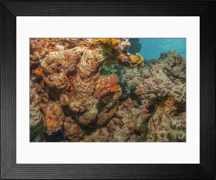 Framed Print : Fish swimming in the Red Sea, colorful fish, Eilat Israel Framed Print : Fish swimming in the Red Sea, colorful fish, Eilat Israel