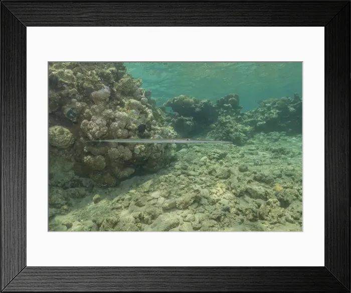 Framed Print : Squid in the Red Sea Colorful and beautiful, Eilat Israel Framed Print : Squid in the Red Sea Colorful and beautiful, Eilat Israel