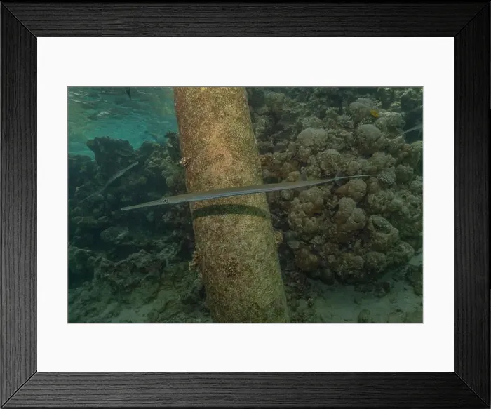 Framed Print : Squid in the Red Sea Colorful and beautiful, Eilat Israel Framed Print : Squid in the Red Sea Colorful and beautiful, Eilat Israel