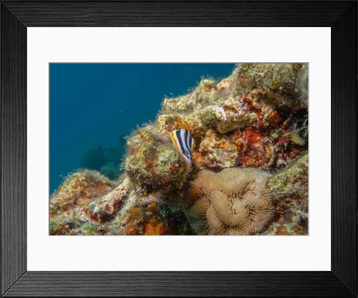 Framed Print : Sea Slug in the Red Sea Colorful and beautiful, Eilat Israel Framed Print : Sea Slug in the Red Sea Colorful and beautiful, Eilat Israel
