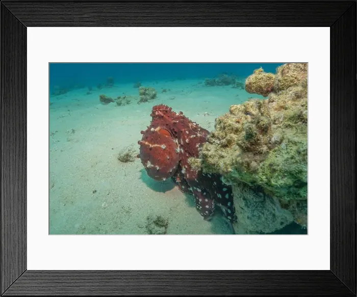 Framed Print : Octopus king of camouflage in the Red Sea, Eilat Israel Framed Print : Octopus king of camouflage in the Red Sea, Eilat Israel