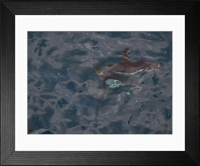Framed Print : Penguin Macaroni (Eudyptes chrysolophs) swimming underwater, Hercules Bay, South Georgia, January 2014 Framed Print : Penguin Macaroni (Eudyptes chrysolophs) swimming underwater, Hercules Bay, South Georgia, January 2014