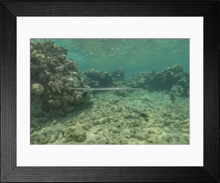 Framed Print : Squid in the Red Sea Colorful and beautiful, Eilat Israel Framed Print : Squid in the Red Sea Colorful and beautiful, Eilat Israel
