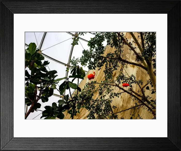 Framed Print : Aquarium of Genova. Large oceanarium near the port: aquariums with a recreated ecosystem
