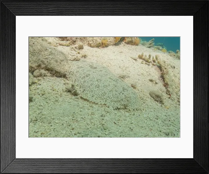 Framed Print : Fish swimming in the Red Sea, colorful fish, Eilat Israel Framed Print : Fish swimming in the Red Sea, colorful fish, Eilat Israel