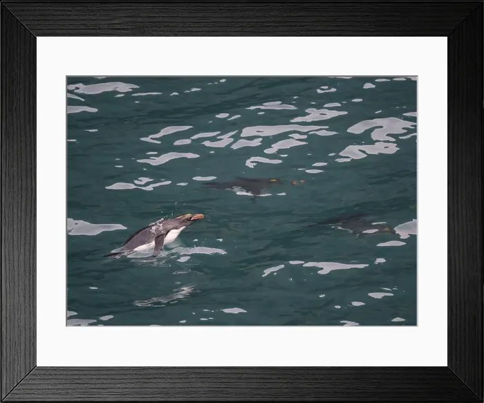 Framed Print : Penguin Macaroni (Eudyptes chrysolophs) swimming underwater, Hercules Bay, South Georgia, January 2014 Framed Print : Penguin Macaroni (Eudyptes chrysolophs) swimming underwater, Hercules Bay, South Georgia, January 2014