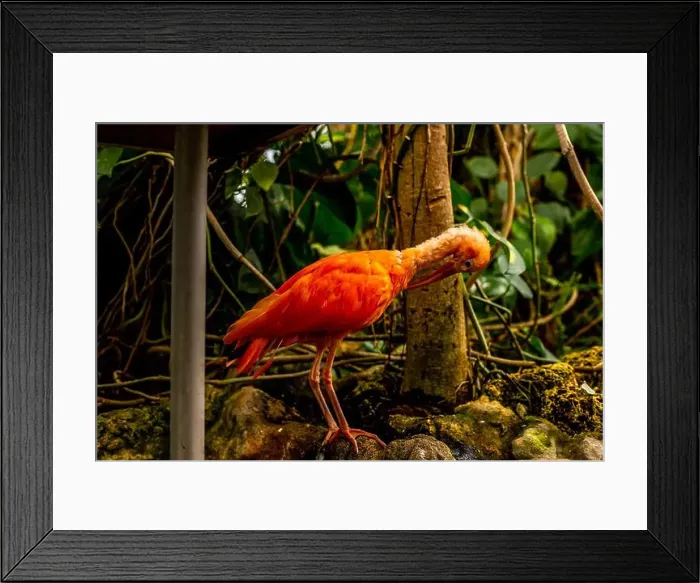 Framed Print : Aquarium of Genova. Large oceanarium near the port: aquariums with a recreated ecosystem Framed Print : Aquarium of Genova. Large oceanarium near the port: aquariums with a recreated ecosystem