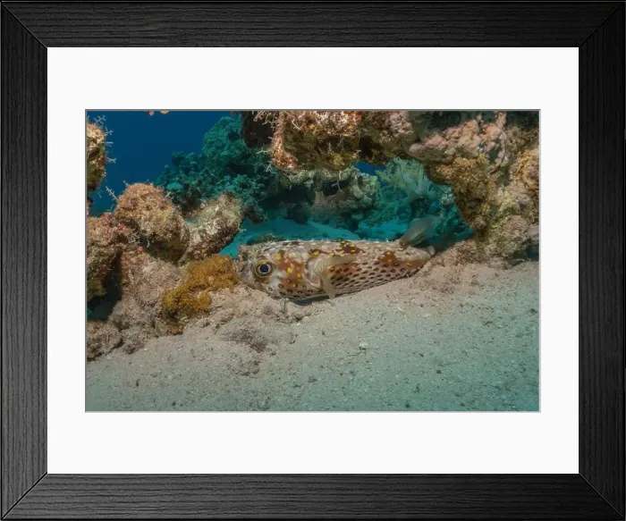 Framed Print : Fish swimming in the Red Sea, colorful fish, Eilat Israel Framed Print : Fish swimming in the Red Sea, colorful fish, Eilat Israel