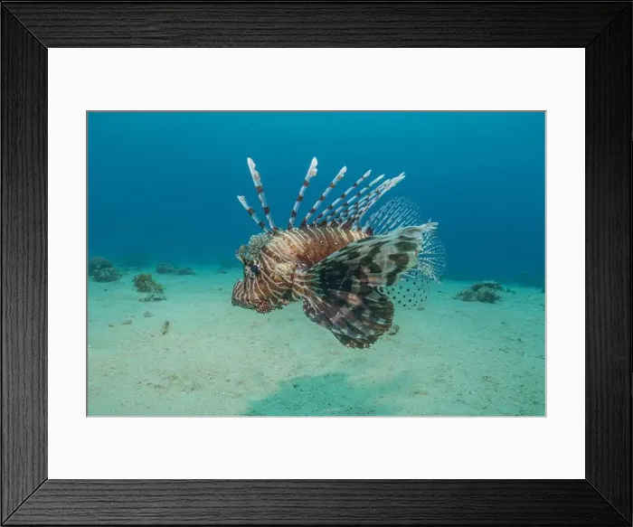 Framed Print : Lionfish in the Red Sea colorful fish, Eilat Israel Framed Print : Lionfish in the Red Sea colorful fish, Eilat Israel