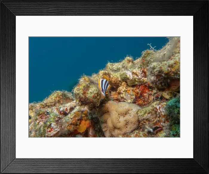 Framed Print : Sea Slug in the Red Sea Colorful and beautiful, Eilat Israel Framed Print : Sea Slug in the Red Sea Colorful and beautiful, Eilat Israel