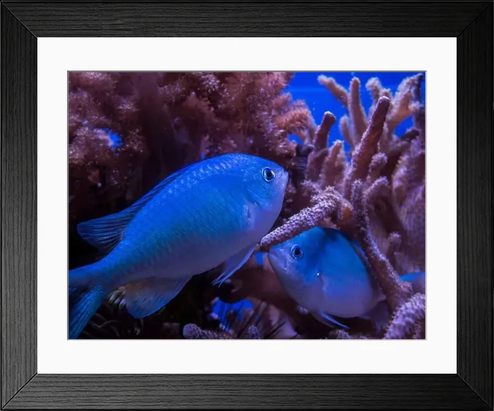 Framed Print : Close view of two small perch between reddish corals Framed Print : Close view of two small perch between reddish corals