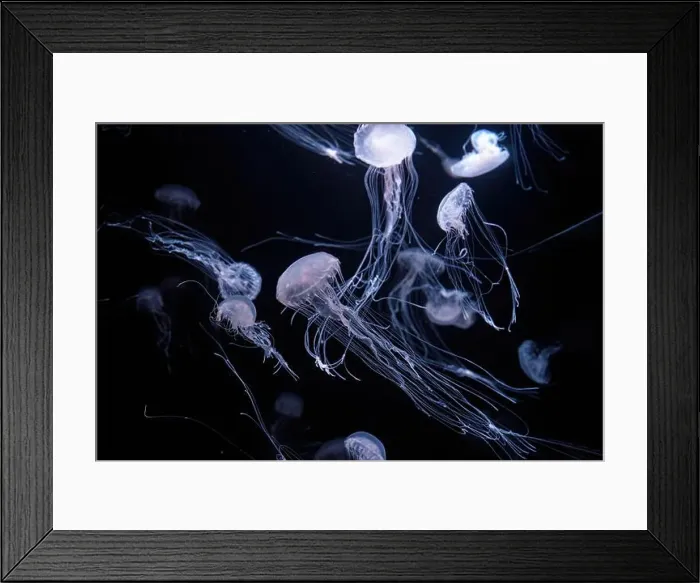 Framed Print : Atlantic sea nettle, Chrysaora quinquecirrha Framed Print : Atlantic sea nettle, Chrysaora quinquecirrha