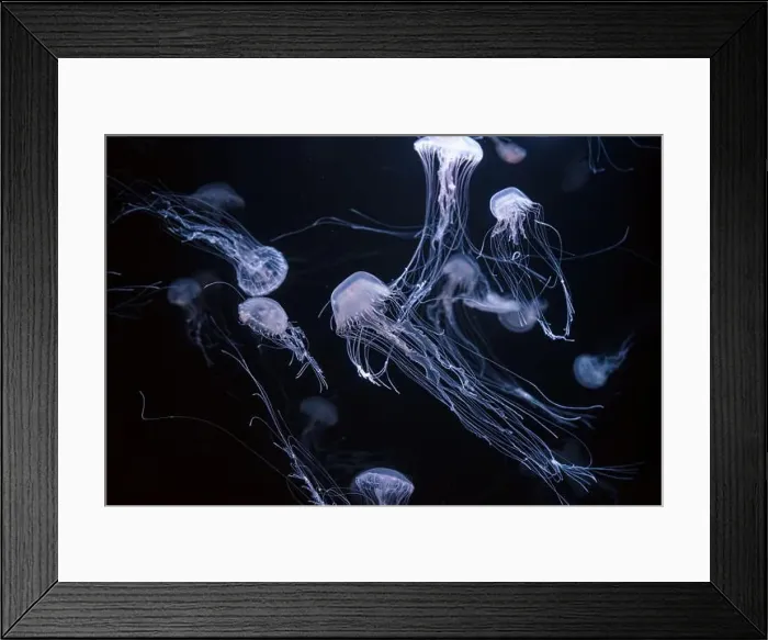 Framed Print : Atlantic sea nettle, Chrysaora quinquecirrha