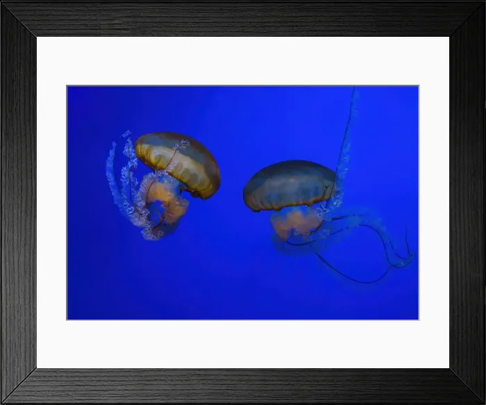 Framed Print : Pacific sea nettle, Orange jellyfish or Chrysaora fuscescens swimming in blue water of aquarium tank Framed Print : Pacific sea nettle, Orange jellyfish or Chrysaora fuscescens swimming in blue water of aquarium tank