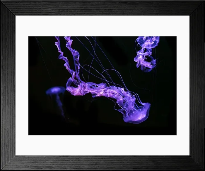 Framed Print : Group of Black sea nettle, Chrysaora achlyos swimming in dark water of aquarium tank with purple neon light Framed Print : Group of Black sea nettle, Chrysaora achlyos swimming in dark water of aquarium tank with purple neon light