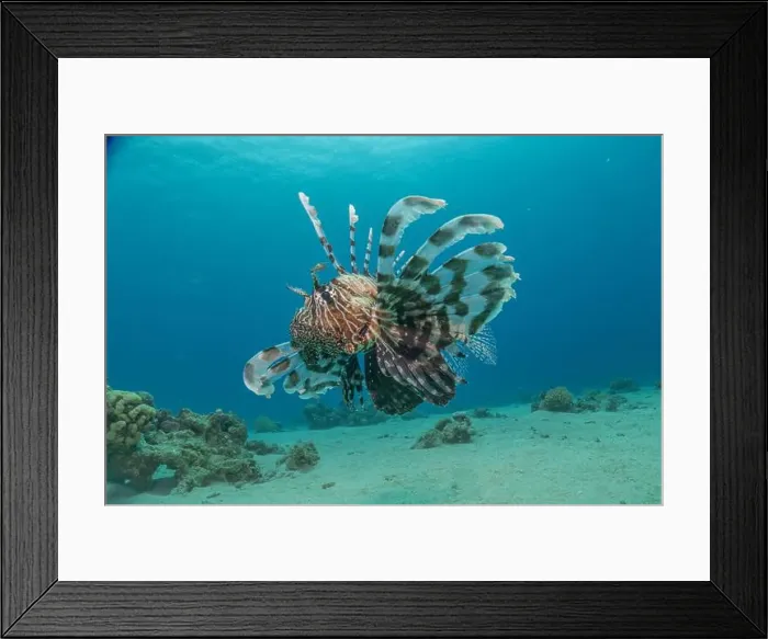 Framed Print : Lionfish in the Red Sea colorful fish, Eilat Israel Framed Print : Lionfish in the Red Sea colorful fish, Eilat Israel
