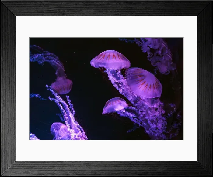 Framed Print : Group of Jellifish South american sea nettle Framed Print : Group of Jellifish South american sea nettle