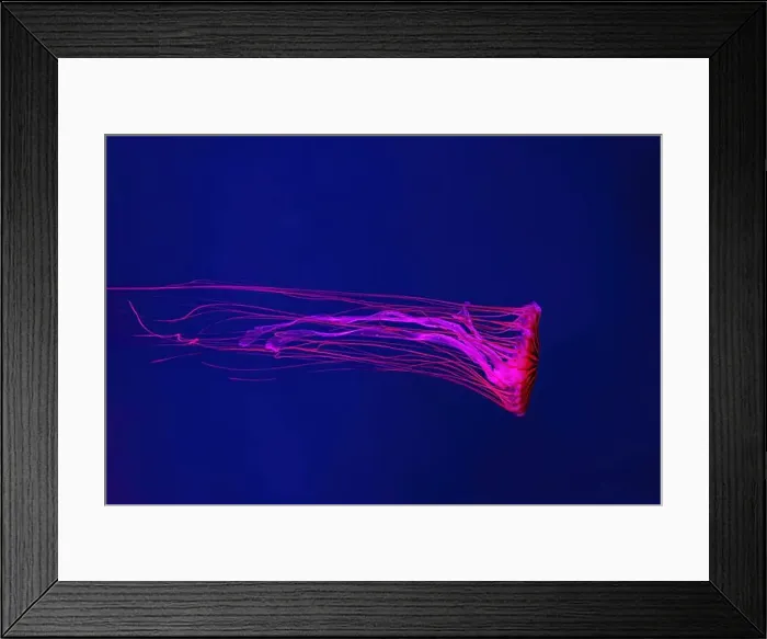 Framed Print : Fluorescent jellyfish swimming underwater aquarium pool with red neon light Framed Print : Fluorescent jellyfish swimming underwater aquarium pool with red neon light