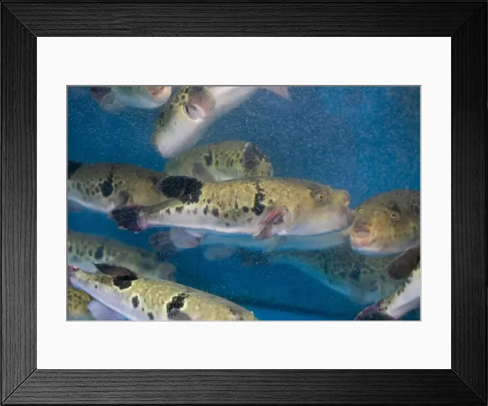 Framed Print : Fugu, or puffer fish, are luxury fish that are used as ingredients in food eaten all year round in Japan Framed Print : Fugu, or puffer fish, are luxury fish that are used as ingredients in food eaten all year round in Japan