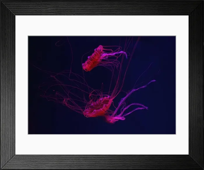 Framed Print : Fluorescent jellyfish swimming underwater aquarium pool with red neon light