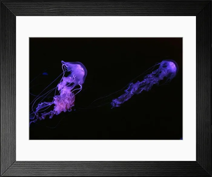 Framed Print : Group of Black sea nettle, Chrysaora achlyos swimming in dark water of aquarium tank with purple neon light Framed Print : Group of Black sea nettle, Chrysaora achlyos swimming in dark water of aquarium tank with purple neon light