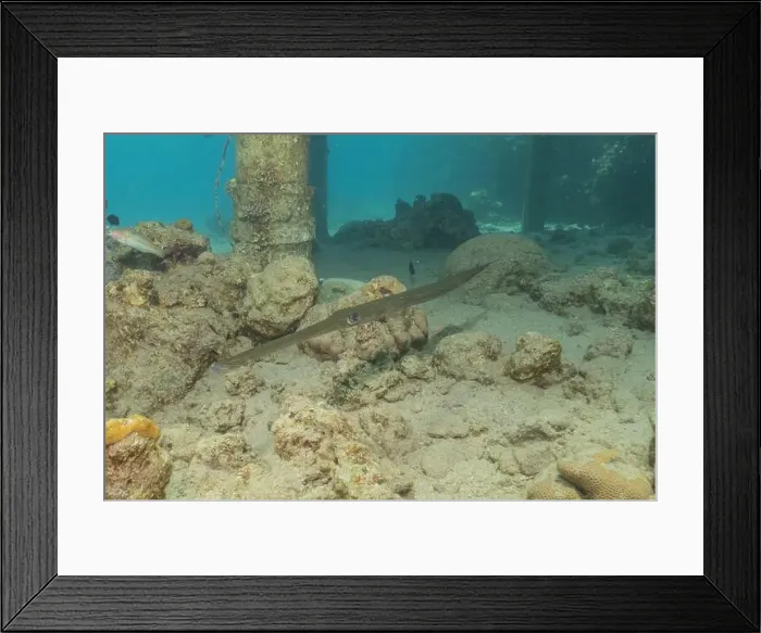 Framed Print : Squid in the Red Sea Colorful and beautiful, Eilat Israel Framed Print : Squid in the Red Sea Colorful and beautiful, Eilat Israel