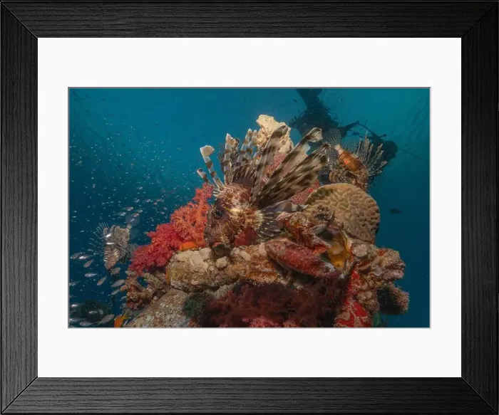 Framed Print : Lionfish in the Red Sea colorful fish, Eilat Israel Framed Print : Lionfish in the Red Sea colorful fish, Eilat Israel