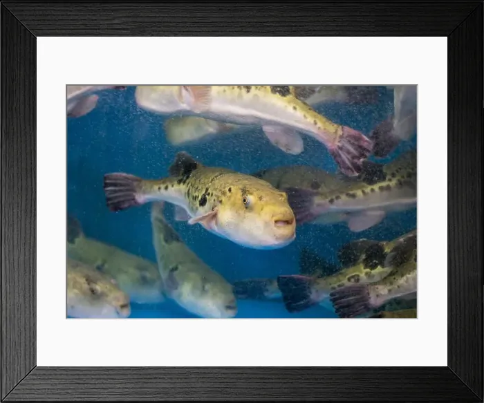 Framed Print : Fugu, or puffer fish, are luxury fish that are used as ingredients in food eaten all year round in Japan Framed Print : Fugu, or puffer fish, are luxury fish that are used as ingredients in food eaten all year round in Japan