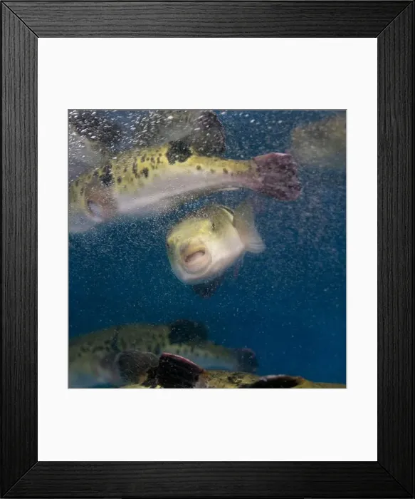 Framed Print : Fugu, or puffer fish, are luxury fish that are used as ingredients in food eaten all year round in Japan Framed Print : Fugu, or puffer fish, are luxury fish that are used as ingredients in food eaten all year round in Japan