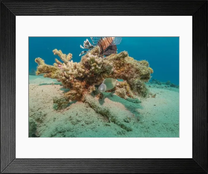Framed Print : Moray eel Mooray lycodontis undulatus in the Red Sea, Eilat Israel Framed Print : Moray eel Mooray lycodontis undulatus in the Red Sea, Eilat Israel